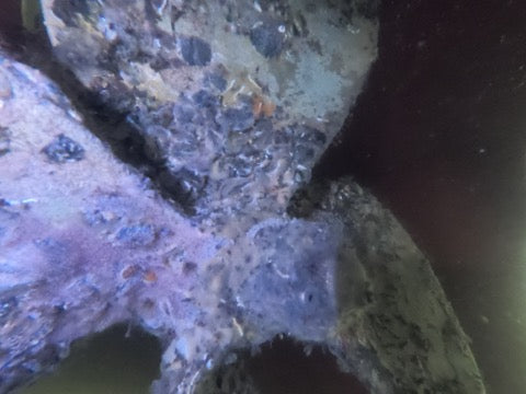 Hull Cleaning
